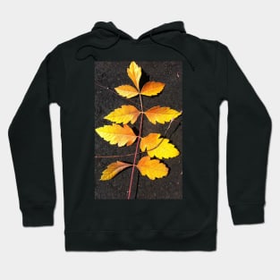 Forest Bathing with the Warmth of Autumn Leaves Hoodie